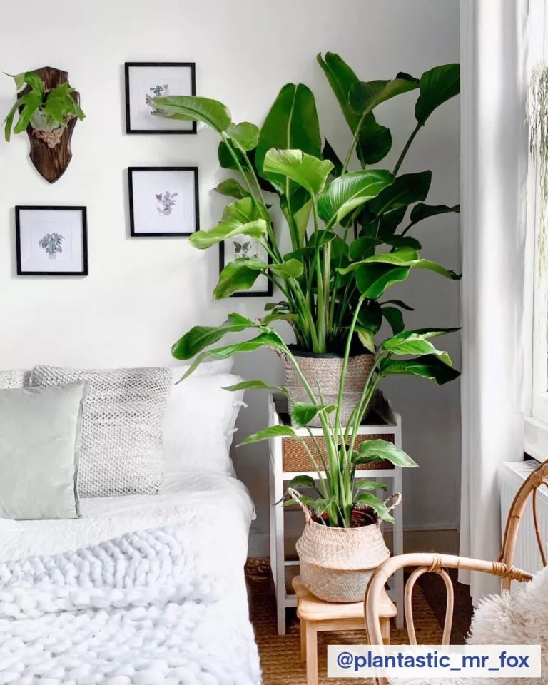 Bird of Paradise White