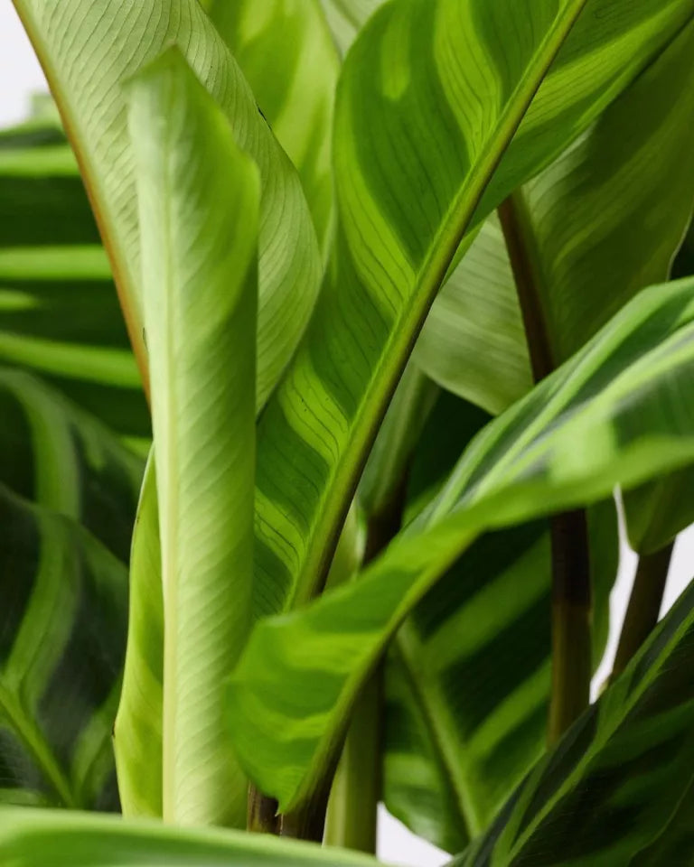 Calathea Zebra Plant