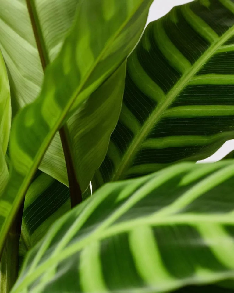 Calathea Zebra Plant