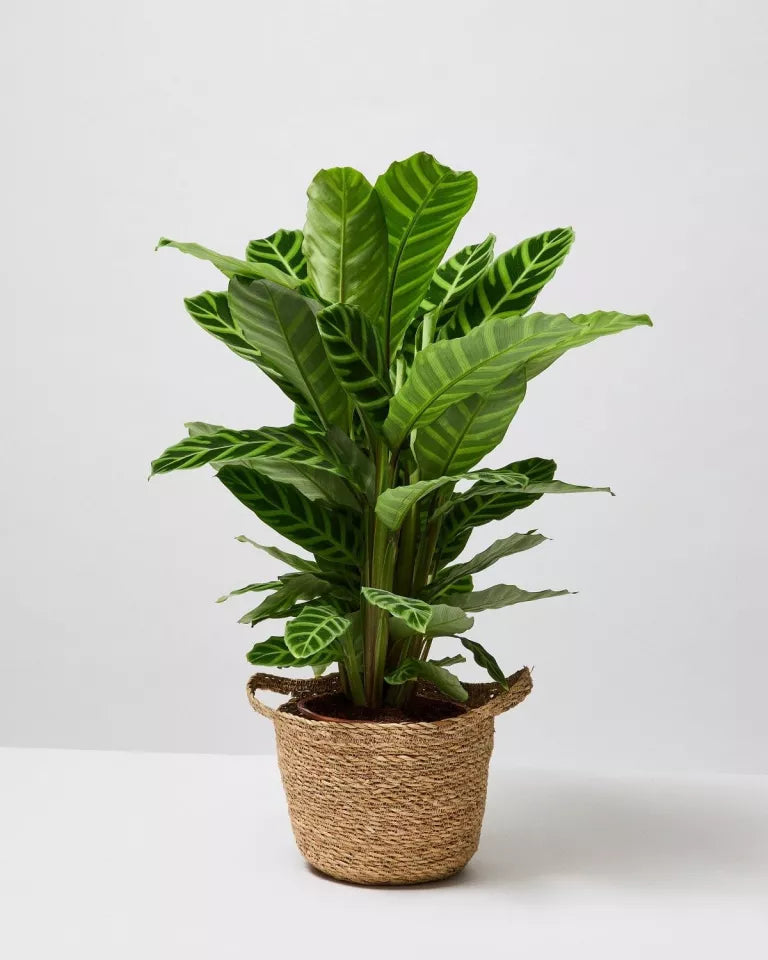 Calathea Zebra Plant