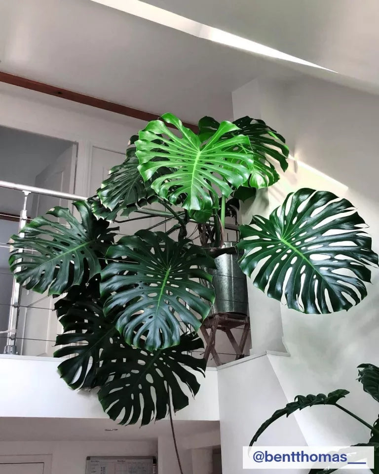 Swiss Cheese Plant Big Leaf